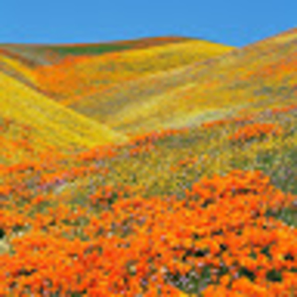 Meet your Posher, Emily - Picture 1 of 1